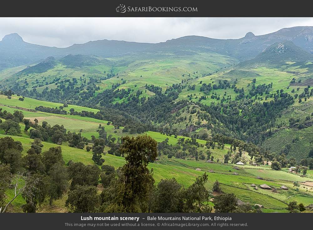 Lush mountain scenery in Bale Mountains NP in Bale Mountains National Park, Ethiopia