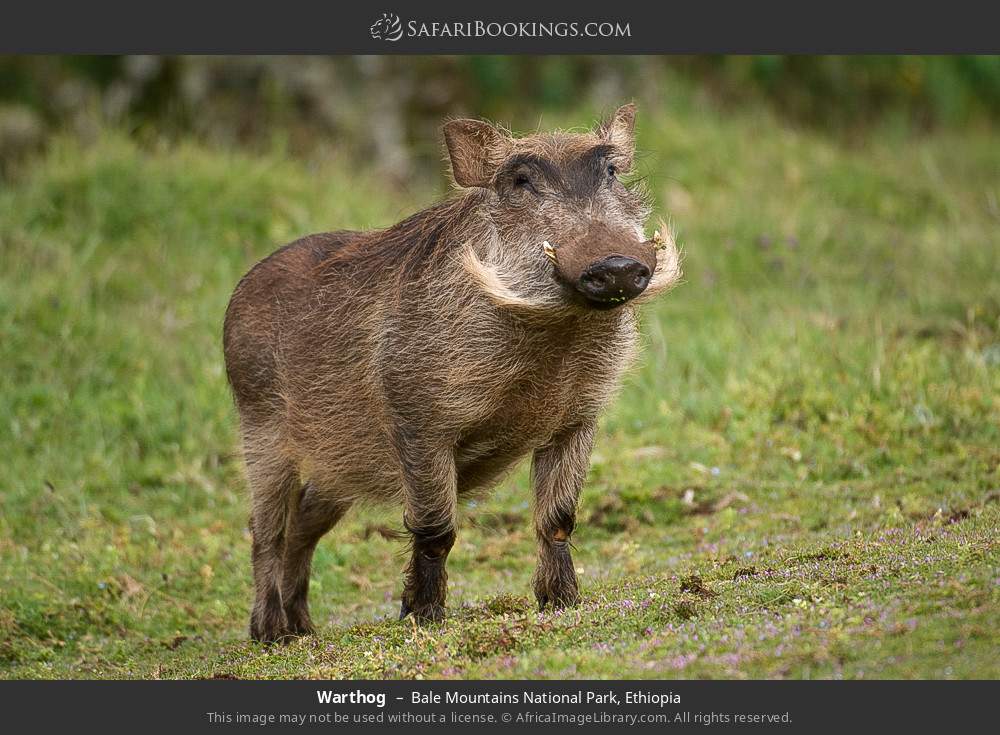 Warthog in Bale Mountains National Park, Ethiopia