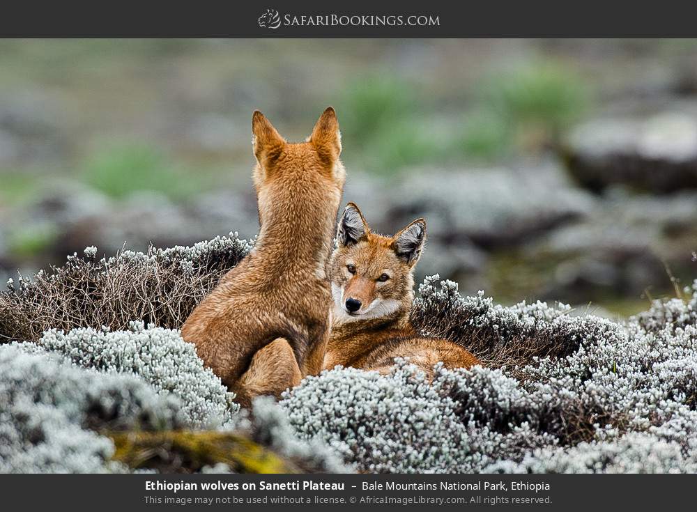 Ethiopian wolves on Sanetti Plateau in Bale Mountains National Park, Ethiopia