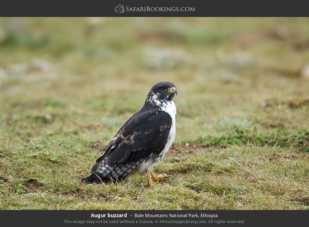 Augur buzzard in Bale Mountains National Park, Ethiopia