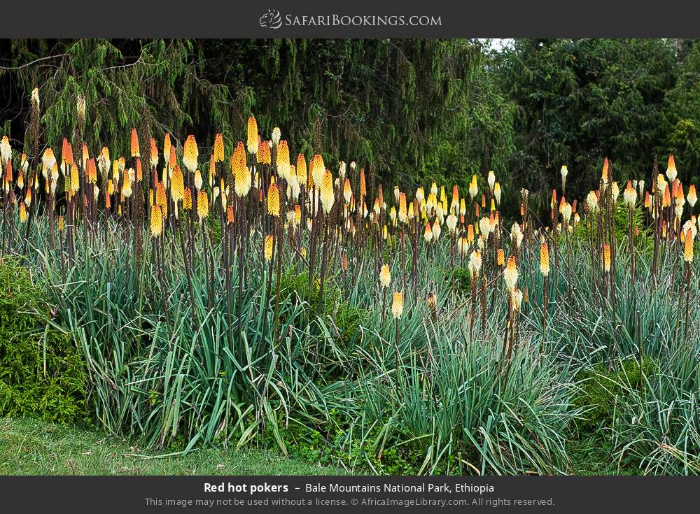 Red hot pokers in Bale Mountains National Park, Ethiopia