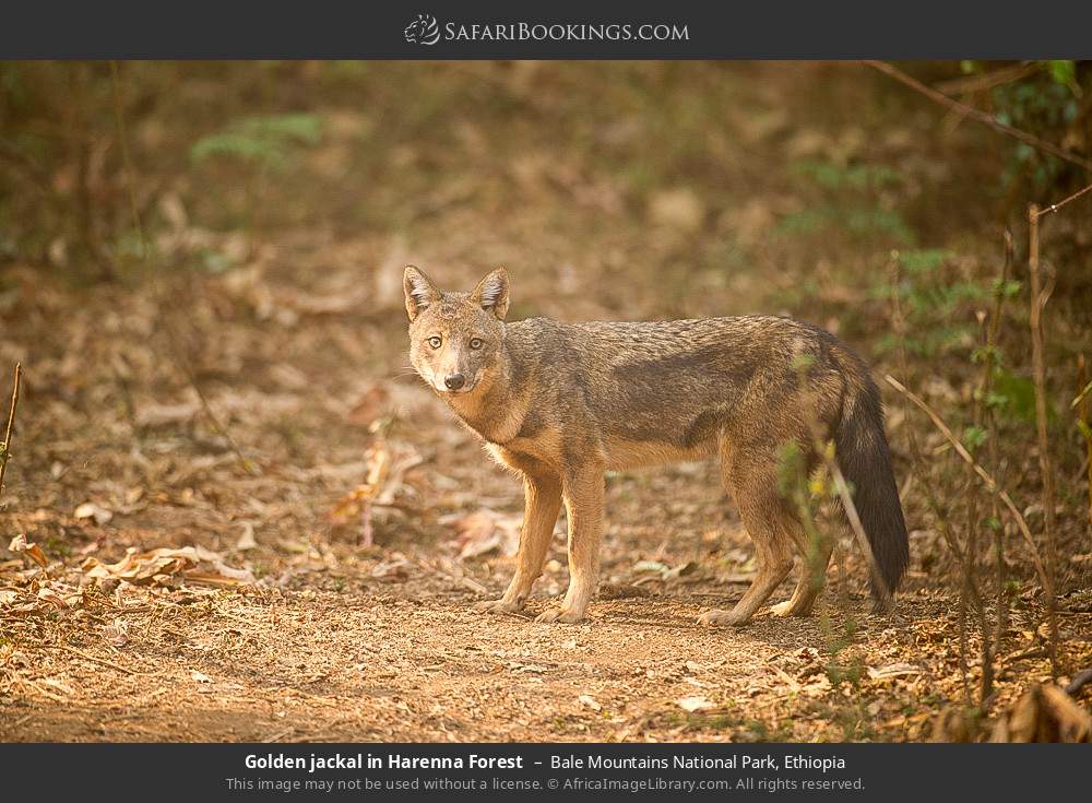 Golden jackal in Harenna Forest in Bale Mountains National Park, Ethiopia
