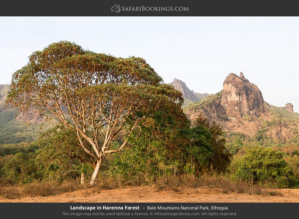 Landscape in Harenna Forest in Bale Mountains National Park, Ethiopia