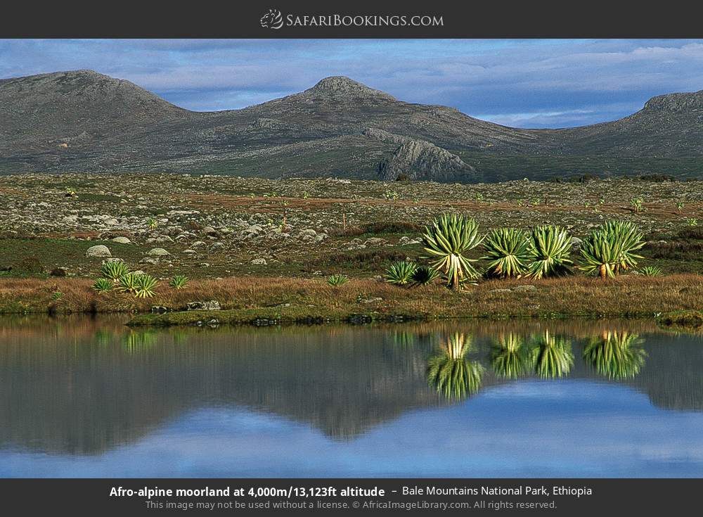 Afro-alpine moorland at 4,000m/13,123ft altitude, Bale Mountains NP in Bale Mountains National Park, Ethiopia