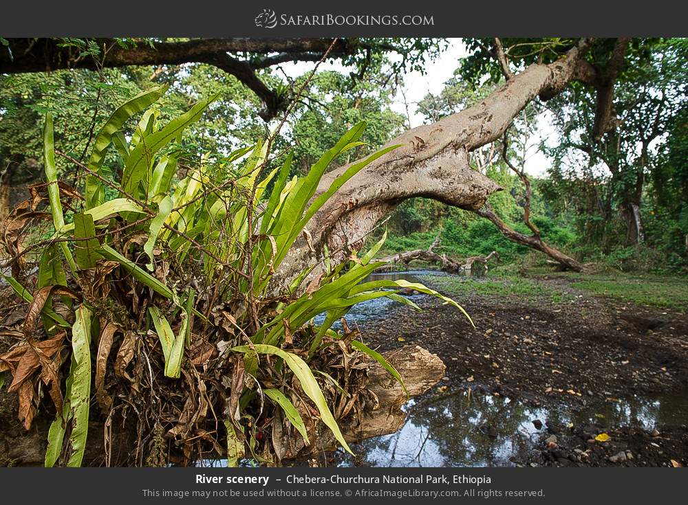 River scenery in Chebera-Churchura National Park, Ethiopia