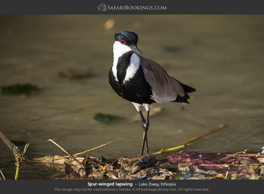 Spur-winged lapwing in Lake Ziway, Ethiopia
