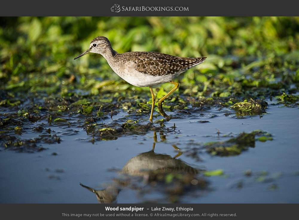 Wood sandpiper in Lake Ziway, Ethiopia
