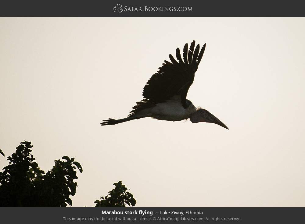Marabou stork flying in Lake Ziway, Ethiopia