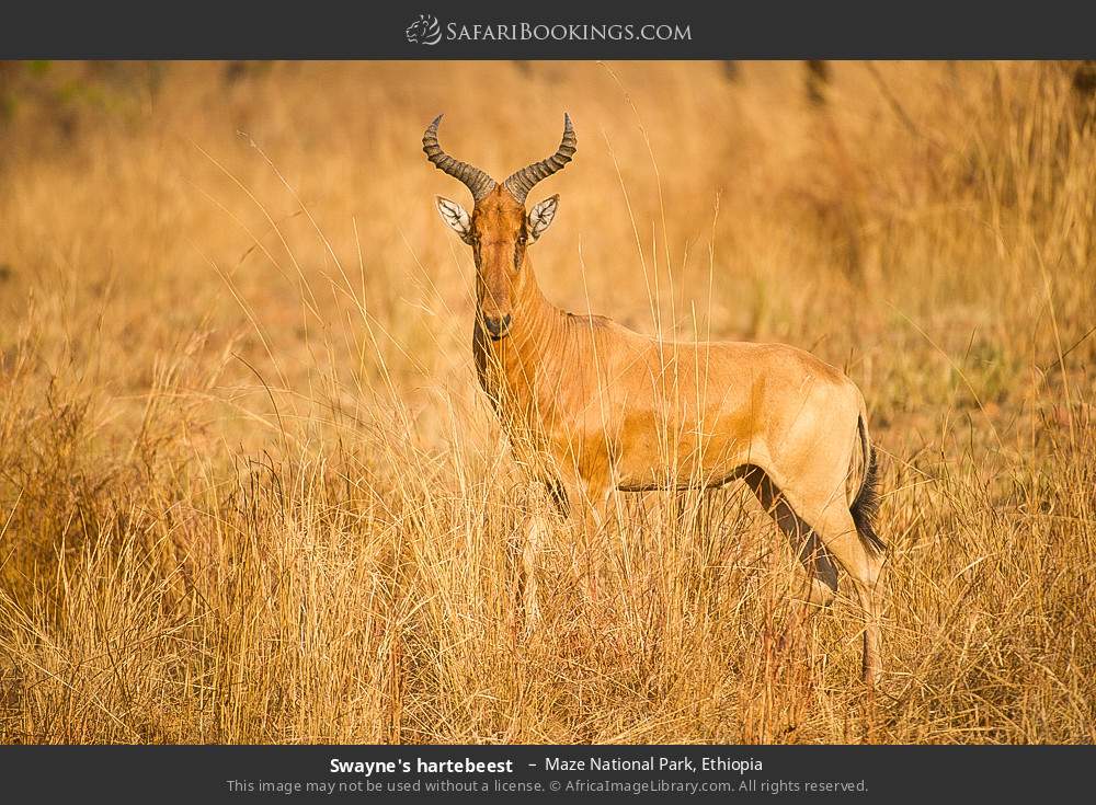 Swayne's hartebeest  in Maze National Park, Ethiopia