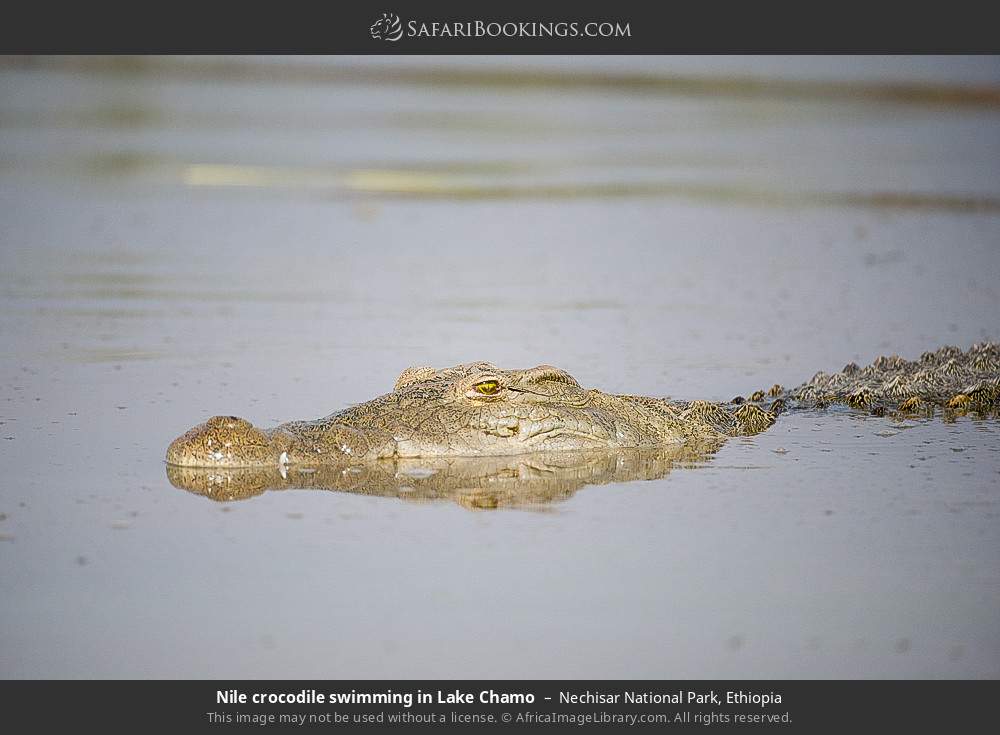 Nile crocodile swimming in Lake Chamo in Nechisar National Park, Ethiopia