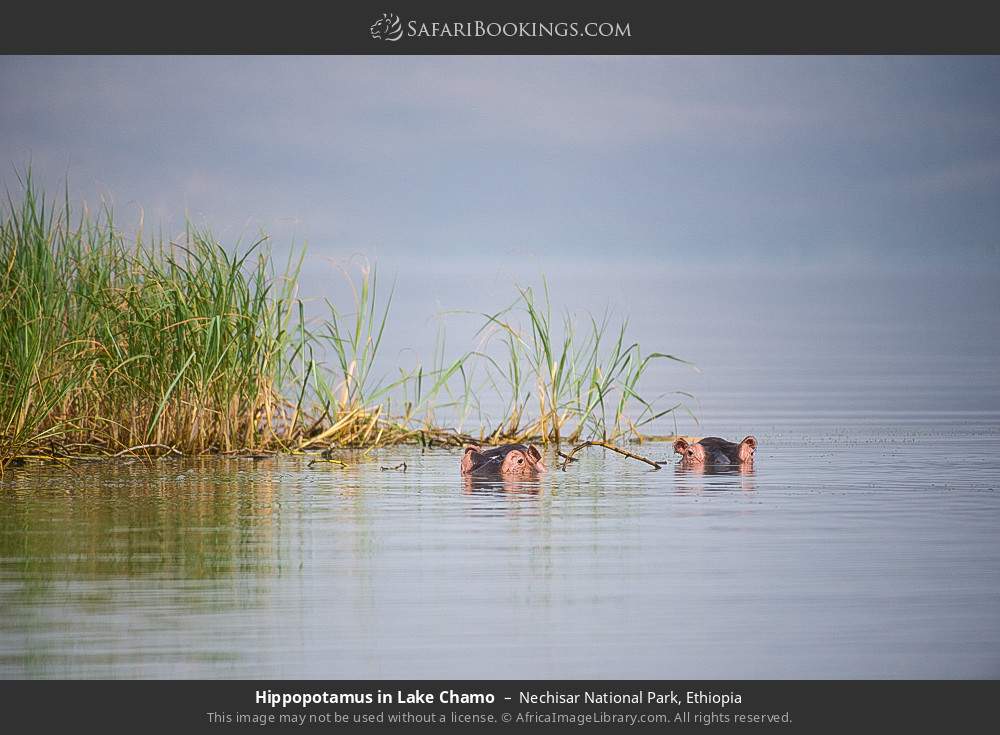 Hippos in Lake Chamo in Nechisar National Park, Ethiopia