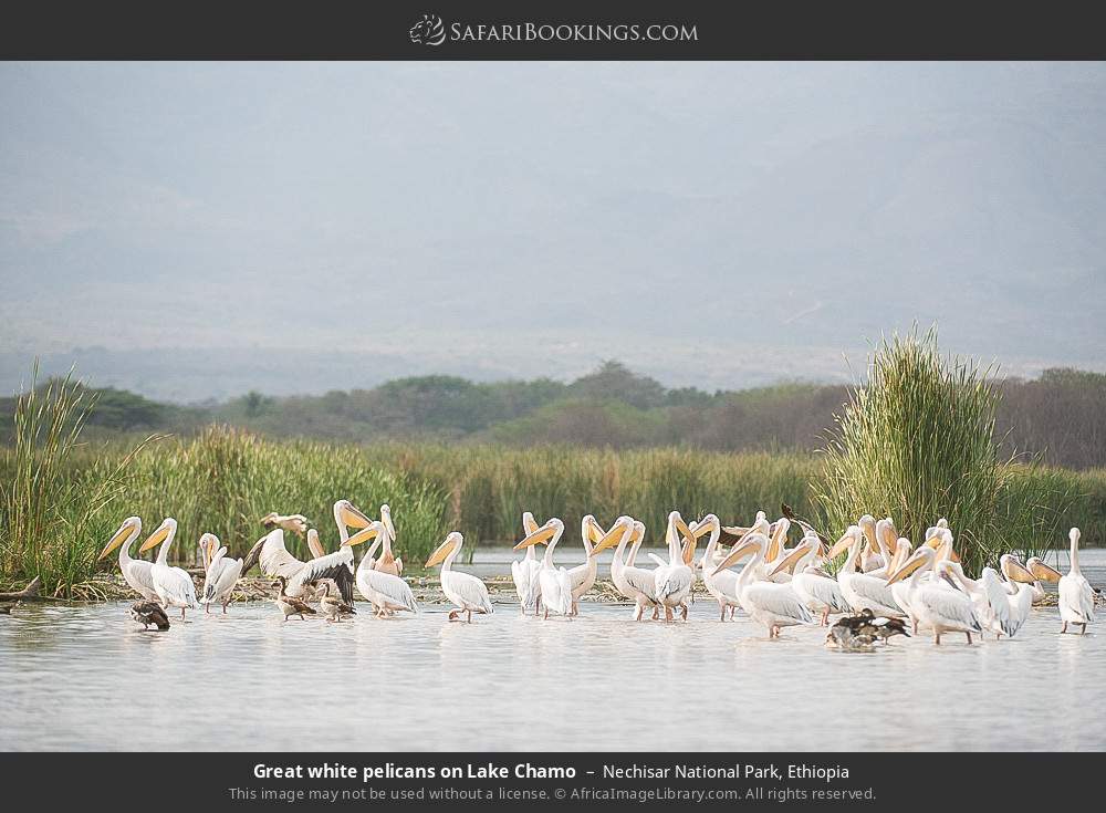 Great white pelicans on Lake Chamo in Nechisar National Park, Ethiopia
