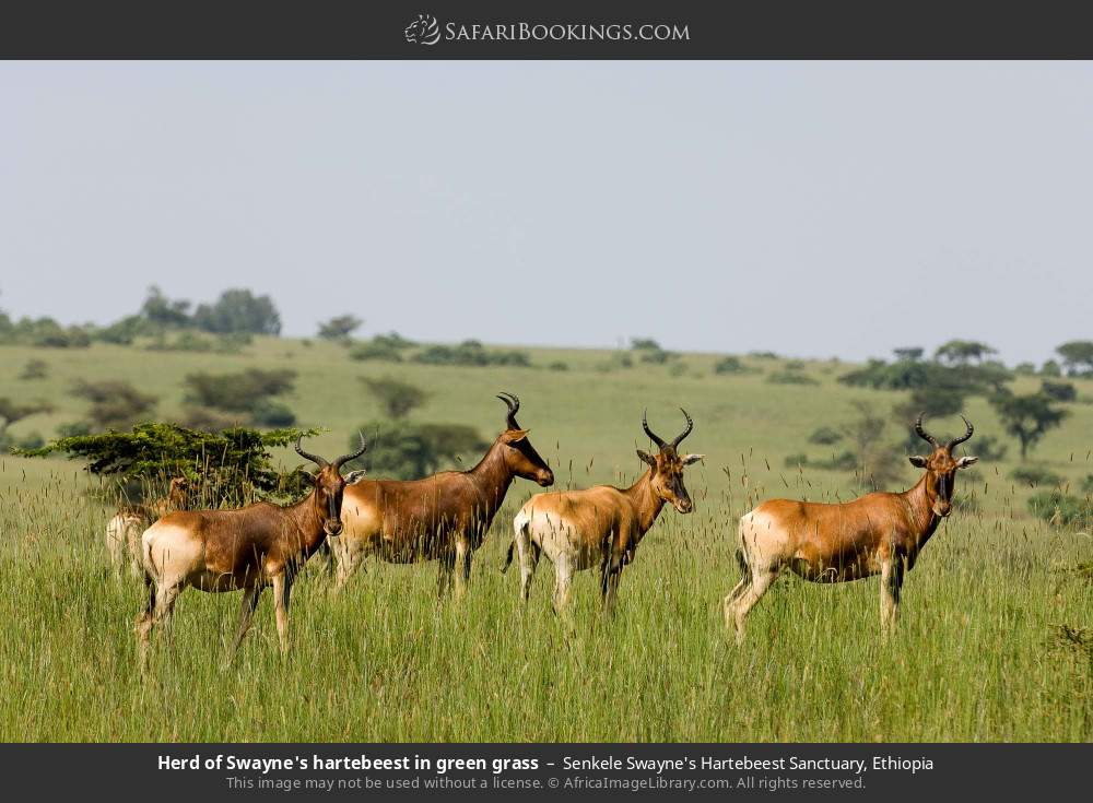 Herd of Swayne's hartebeest in green grass in Senkele Swayne's Hartebeest Sanctuary, Ethiopia