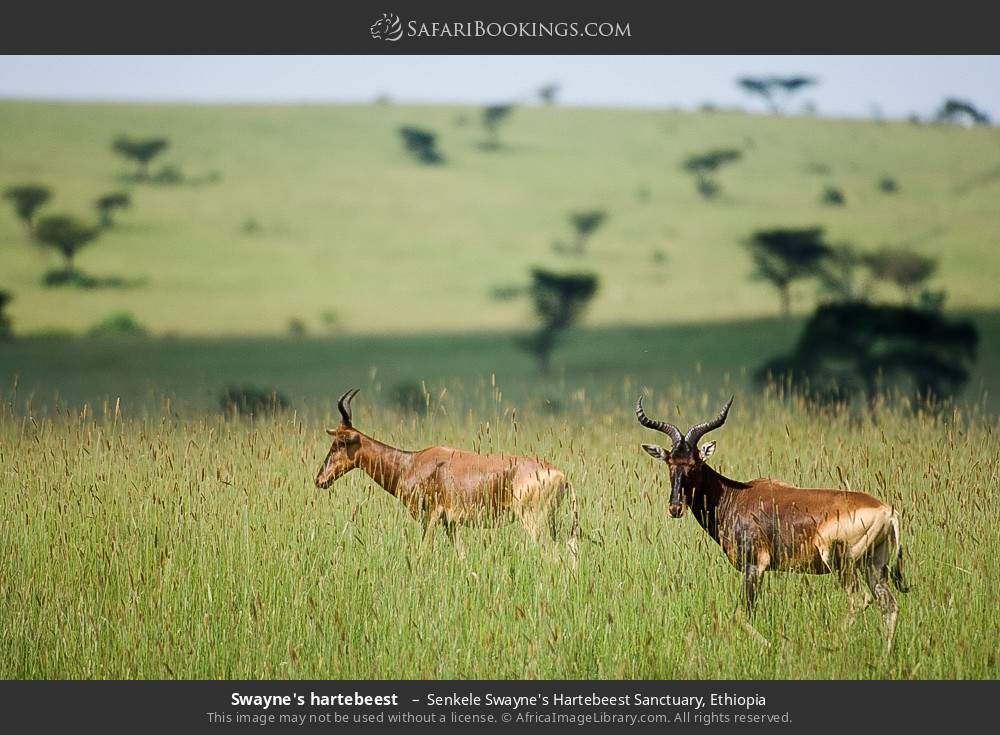 Swayne's hartebeest  in Senkele Swayne's Hartebeest Sanctuary, Ethiopia
