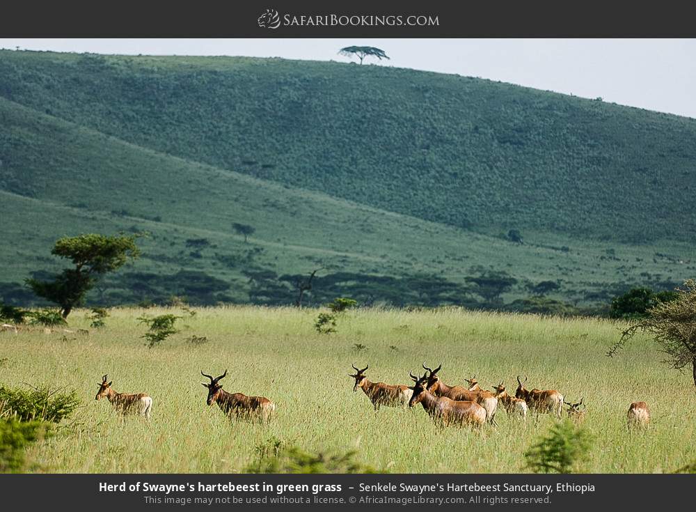 Herd of Swayne's hartebeest, Senkele Swayne's Hartebeest Sanctuary in Senkele Swayne's Hartebeest Sanctuary, Ethiopia