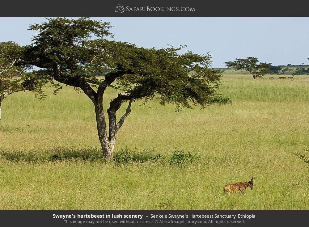 Swayne's hartebeest in lush scenery in Senkele Swayne's Hartebeest Sanctuary, Ethiopia
