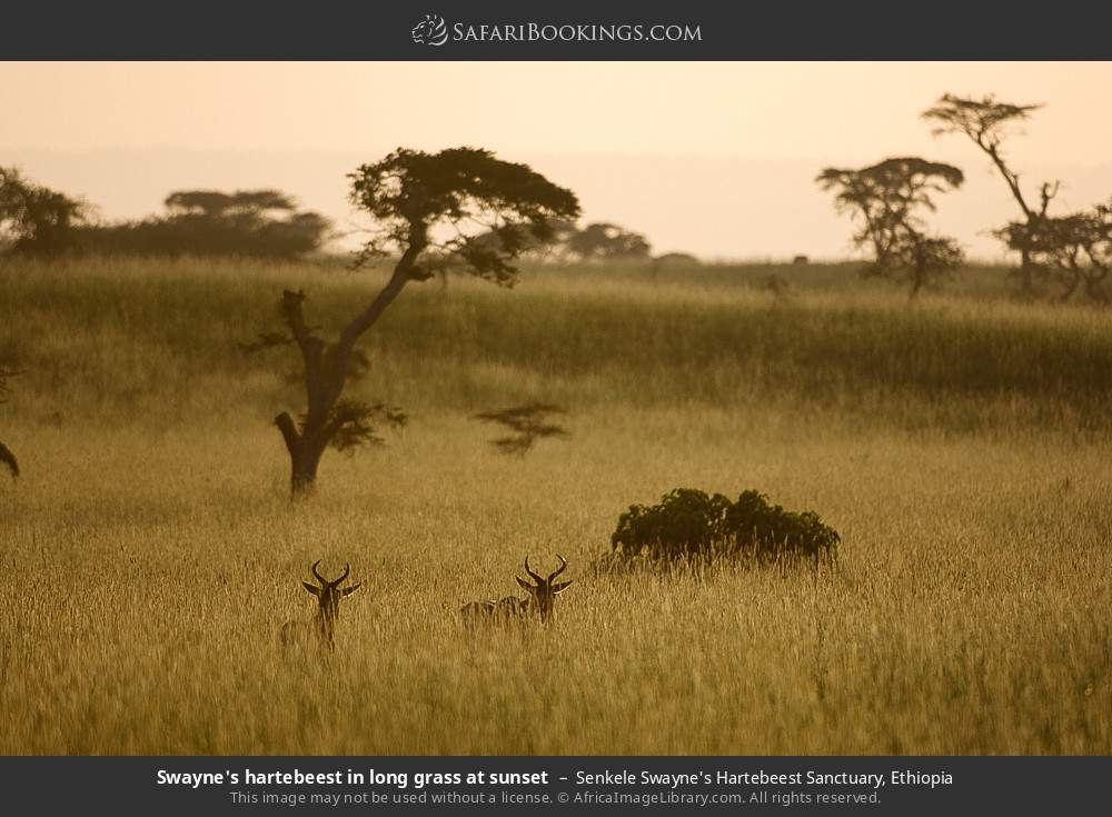 Swayne's hartebeest in long grass at sunset in Senkele Swayne's Hartebeest Sanctuary, Ethiopia