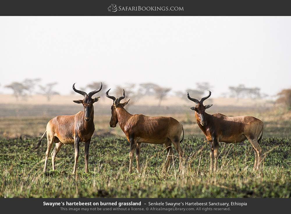 Swayne's hartebeest on burned grassland in Senkele Swayne's Hartebeest Sanctuary, Ethiopia