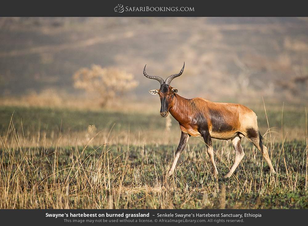Swayne's hartebeest on burned grassland in Senkele Swayne's Hartebeest Sanctuary, Ethiopia