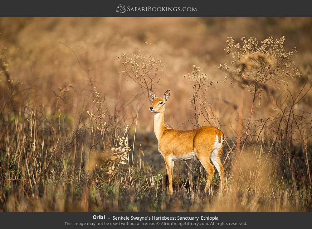 Oribi in Senkele Swayne's Hartebeest Sanctuary, Ethiopia