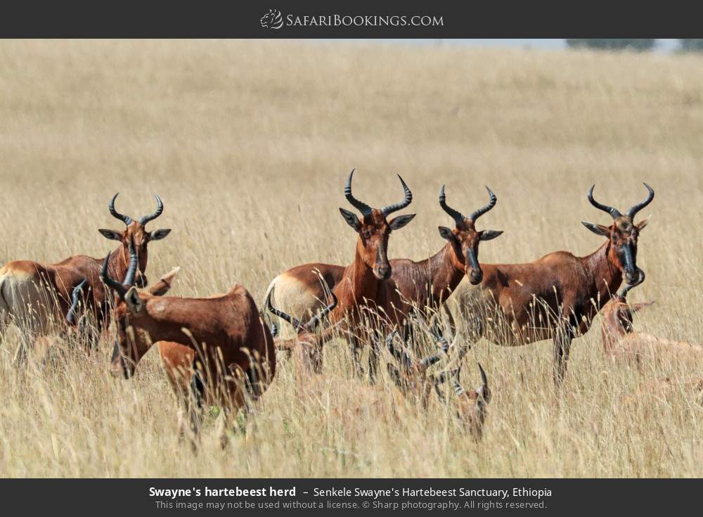 Swayne's hartebeest herd in Senkele Swayne's Hartebeest Sanctuary, Ethiopia