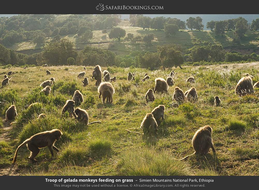 Troop of gelada monkeys feeding on grass, Simien Mountains NP in Simien Mountains National Park, Ethiopia