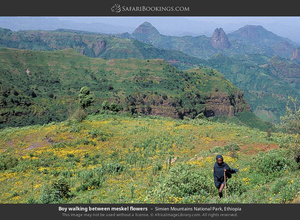 Boy walking among meskel flowers, Simien Mountains NP in Simien Mountains National Park, Ethiopia
