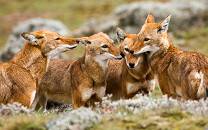 Bale Mountains National Park