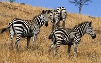 Nechisar National Park