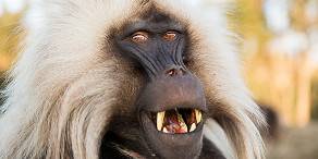 Male gelada monkey portrait