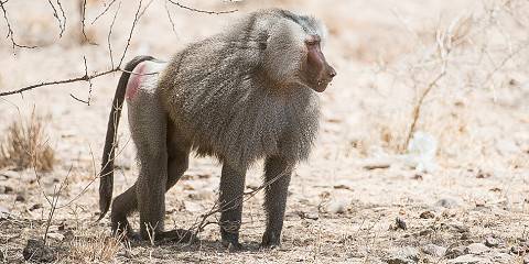5-Day Historic Harar & Awash National Park Adventure