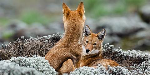3-Day Discover the Majestic Beauty of Bale Mountains NP