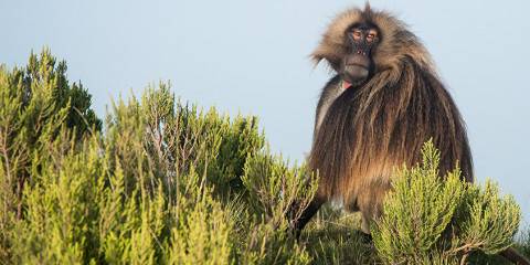 7-Day Ethiopia Safari Tour-Bale Mountains & Rift Valley
