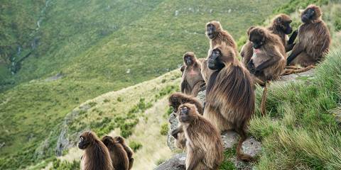5-Day Ethiopia Trek to Simien Mountains and Gondar