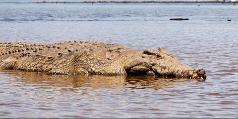 3-Day Arba Minch Wildlife & Lake Experience