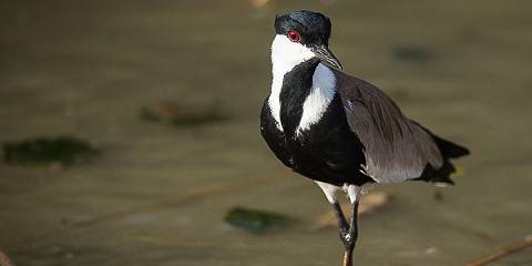 7-Day Ethiopia Birdwatching & Wildlife Safari Tour