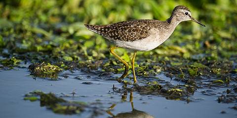 7-Day Ethiopia Birdwatching Tour