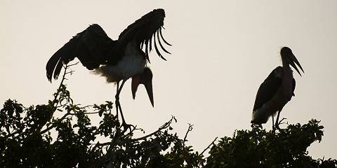 12-Day Photography Tour, Nature, Birds & Wild Life
