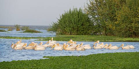 1-Day Lake Ziway Adventure- Birds, Boats & Scenic Views