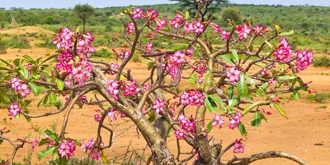 5-Day Mago National Park Safari