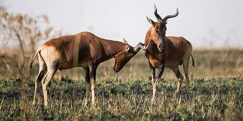 2-Day Awash National Park Game Safari