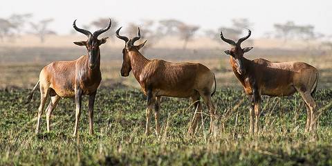 2-Day Sankelle Wildlife Sanctuary Tour