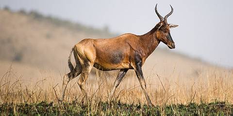 2-Day Borana National Park Tour