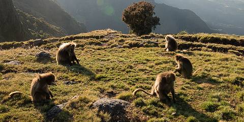 Simien Mountains Trekking Adventure