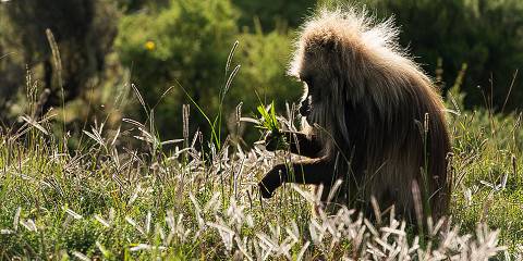 3-Day Ethiopia Wildlife & Simien Mountains Adventure