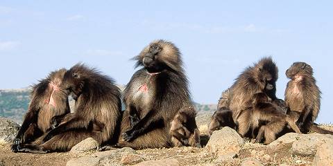 6-Day Simien Mountains Trekking Adventure Safari Tour