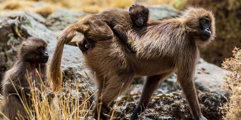 Simien Mountains and Gondar Tour with Flights