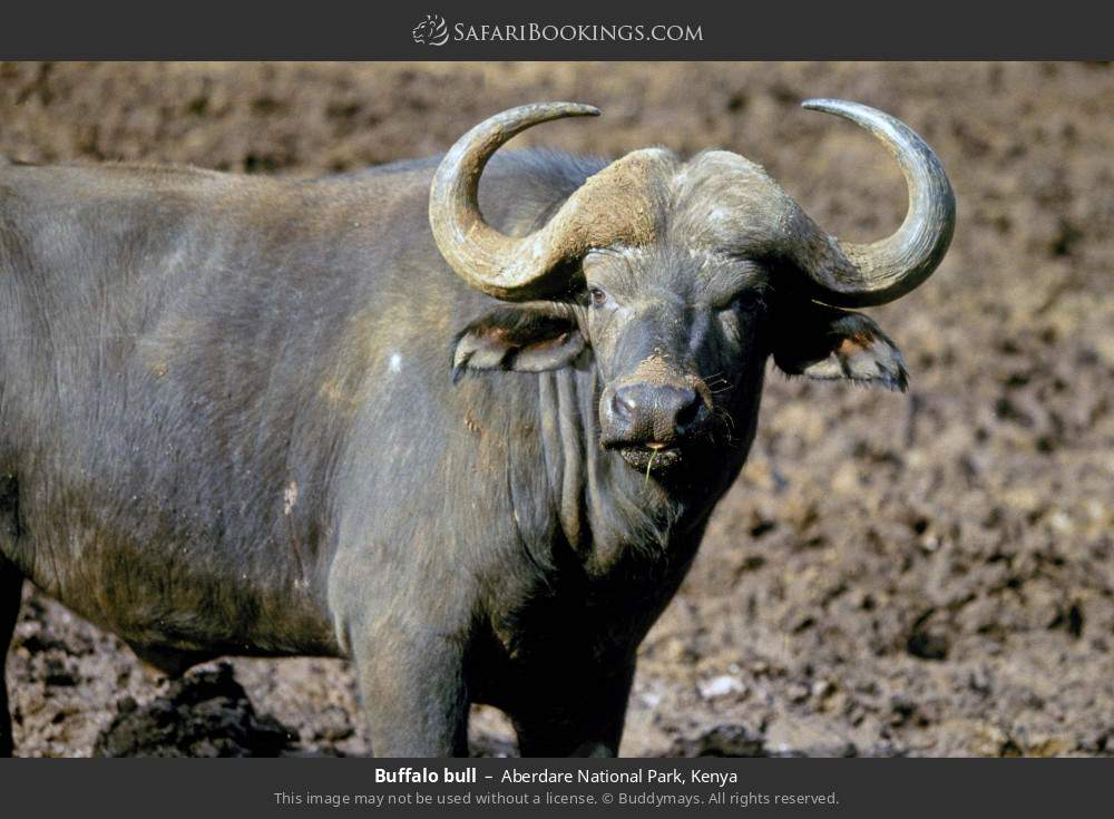 Buffalo bull in Aberdare National Park, Kenya