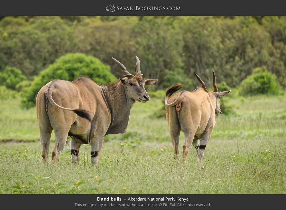 Eland bulls in Aberdare National Park, Kenya