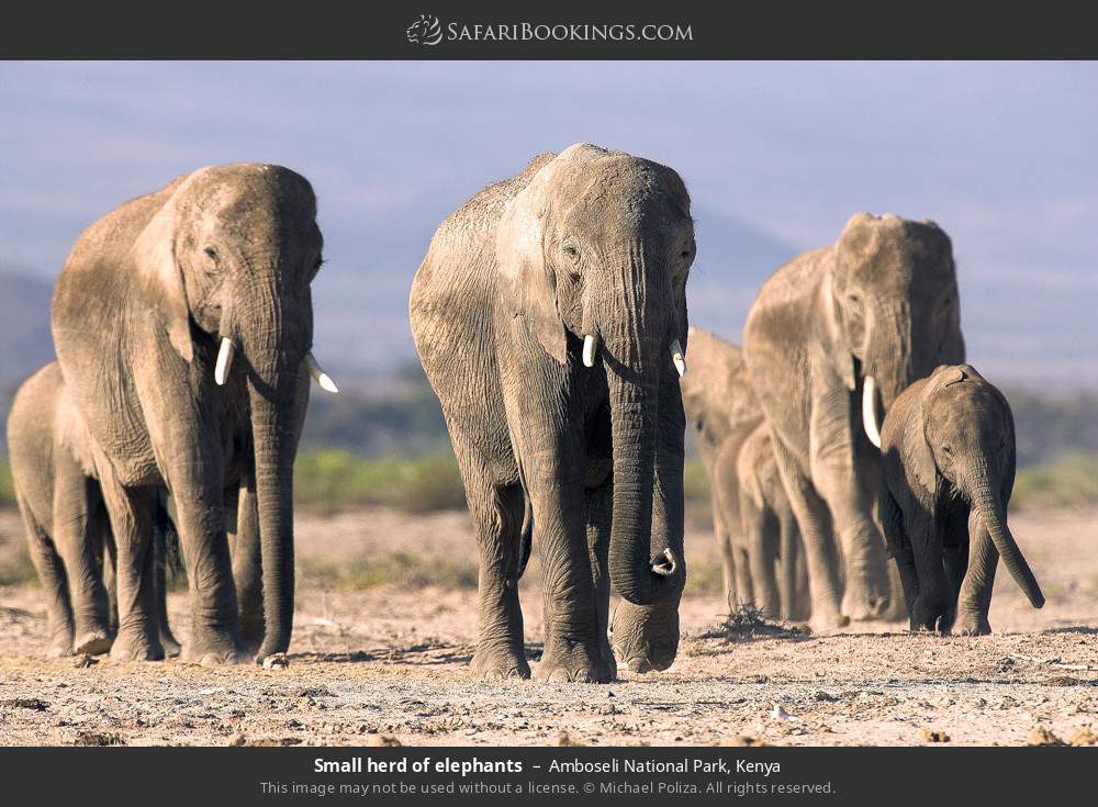 Elephant herd in Amboseli National Park, Kenya